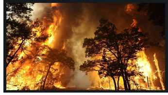 Wildfires & Catastrophes